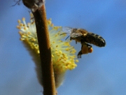 Abella de la mel (Apis mellifera)