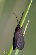 Zygaenidae-Chalcosiinae