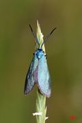Zygaenidae-Procridinae