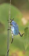 Blau Hopla (Hoplia coerulea)
