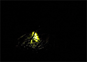 Cuca de Llum (Lampyris nocticula) 1 de 2