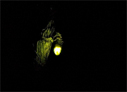 Cuca de Llum (Lampyris nocticula) 2 de 2