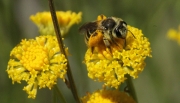 Abella de la mel, (Apis mellifica).