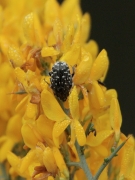 Escarabat de les flors (Oxythyrea funesta)- sobre argelaga negra