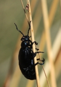 Escarabat  (Meloe proscarabaeus)