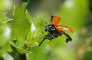 Escarabat (Lachnaia pubescens)