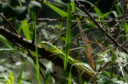 Llangardaix verd (Lacerta bilineata)