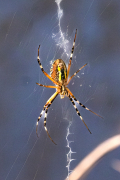 Aranya vespa (Argiope bruennichi)