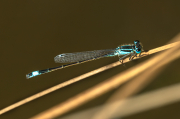 Damisel-la cua-blava. Ischnura-elegans