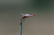 Libèl-lula roja. Crocothemis erythraea