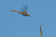 Crocothemis erythraea