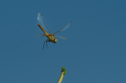 Crocothemis erythraea