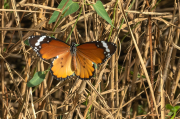 Papallona tigre (Danaus (Anosia) chrysippus)