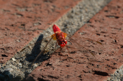 Libèl-lula roja. Crocothemis erythraea