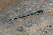 Ischnura graellsii. Llantió iberomagribí
