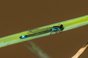 Damisel-la cua-blava. Ischnura-elegans