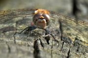 Libèl-lula roja. Crocothemis erythraea