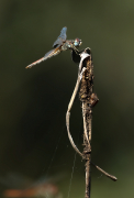 Libèl-lula roja. Crocothemis erythraea