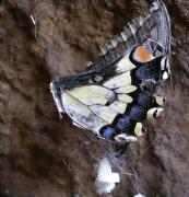 Depredació sobre Papilionidae