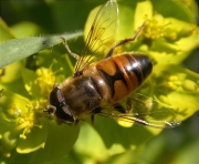 Mosca abella (Eristalis tenax)