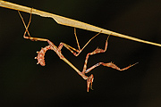 Empusa pennata (larva)