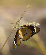 Papallona tigre (Danaus (Anosia) chrysippus)