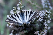 Papallona zebrada (Iphiclides feisthamelii)
