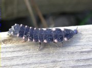 Larva Cuca de llum (Lampyris noctiluca)