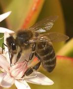flor de la crassula argentea i abella