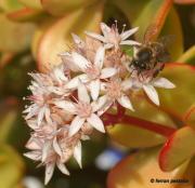 planta de jada (crassula argentea) y abeja