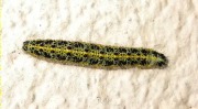 Eruga Papallona de la Col 1 (Pieris brassicae)
