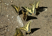 Papallona reina (Papilio machaon)