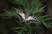 Papallona reina (Papilio machaon)[