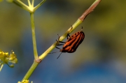 Bernat vermell (Graphosoma lineatum)