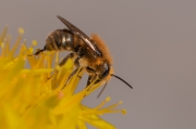 L'abella