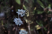 Reina de la ruda. Papilio machaon