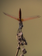 Libèlu-la (Sympetrum fonscolombii )