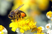 abella molt obrera (apis mellifica)
