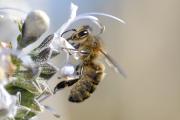 abella (Apis mellifera)