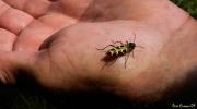 Escarabat vespa (Clytus arietis)
