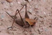 :-) Portaselles (Pholidoptera griseoaptera)