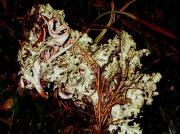 Cetraria nivalis amb Thamnolia vermicularis