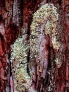 Hypocenomyce scalaris sobre sequoia roja