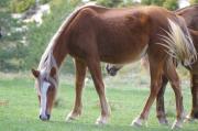 Cavall(Equus caballus)