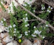 Sajolida de bosc, ajedrea (Satureja montana)