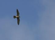 Falco mostaxut