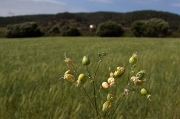 Menorca.Colitxos (Silene vulgaris).