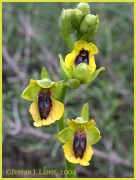 Ophrys lutea Cav. (Abellera groga)
