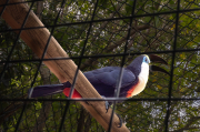 Ramphastos tucanus