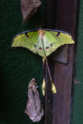 Argema Mimosae